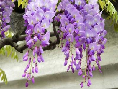 紫藤什么時候開花？紫藤花的花語是什么？