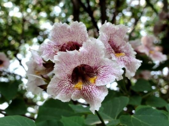 楸樹(shù)的養(yǎng)殖方法及注意事項(xiàng)