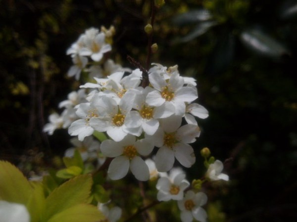 珍珠繡線菊?qǐng)D片