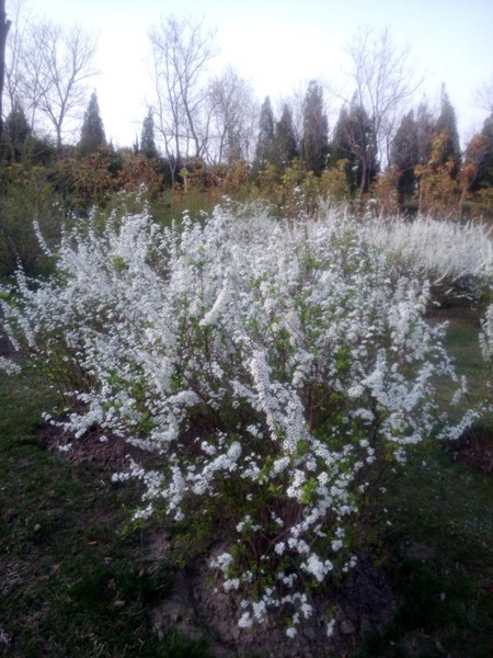 珍珠繡線菊?qǐng)D片
