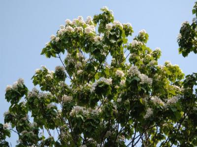 楸樹(shù)什么時(shí)候開(kāi)花？