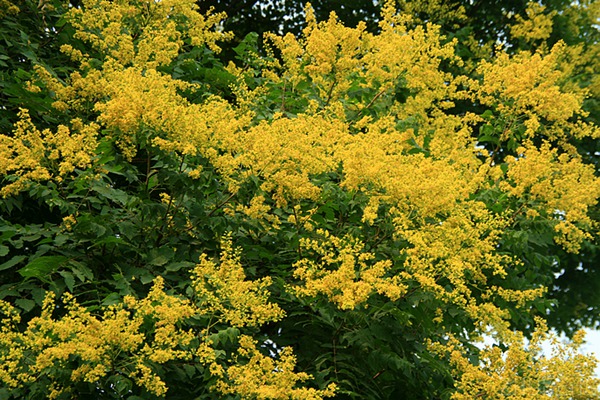 欒樹什么時候開花，花期多久