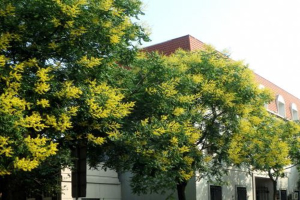 欒樹什么時候開花，花期多久