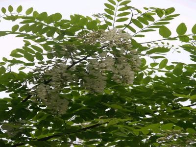 刺槐幼苗的市場價(jià)格是多少，和什么有關(guān)？