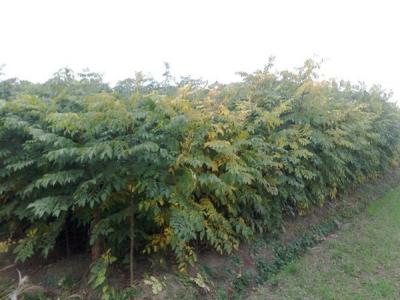 欒樹和黃山欒樹二者有什么區別？