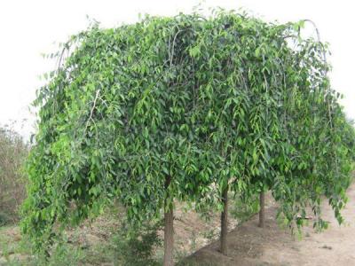 小葉垂榆小苗購(gòu)買途徑以及購(gòu)買注意事項(xiàng)