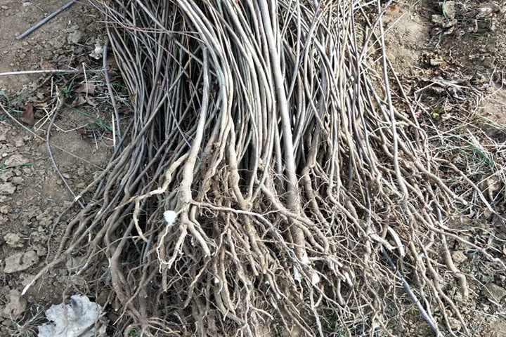 黃櫨小苗