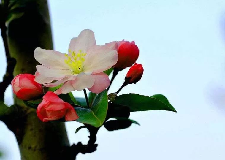 八棱海棠的果實(shí)能不能吃,八棱海棠的果實(shí)能吃嗎？