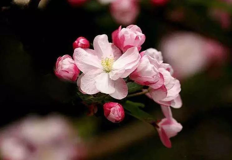 八棱海棠的果實(shí)能不能吃,八棱海棠的果實(shí)能吃嗎？