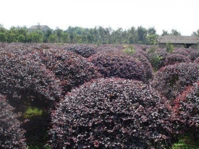 紅花檵木價(jià)格，紅花檵木價(jià)格是多少