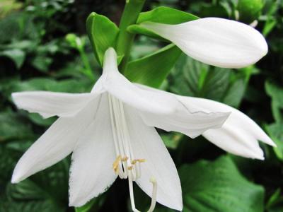 白玉簪花的養殖方法和注意事項（2022年新版）