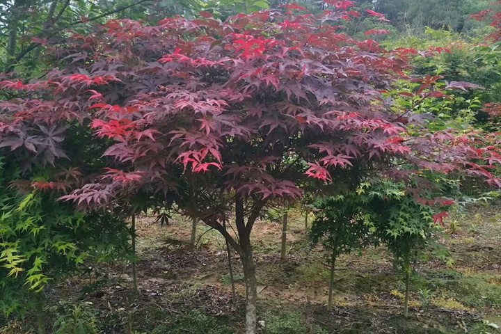 紅楓 紅楓