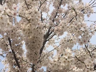 日本櫻花樹什么時(shí)候開花？花期多久？