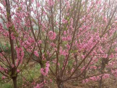 青葉碧桃開什么花？什么時(shí)候開花？