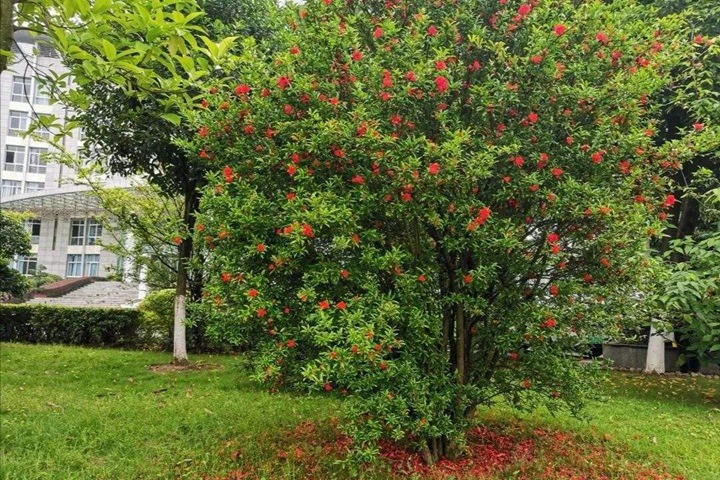 石榴樹(shù) 石榴樹(shù)