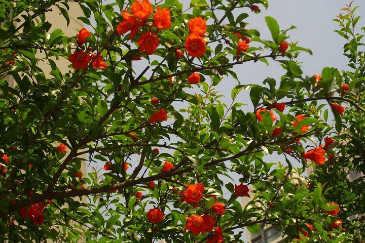 石榴樹(shù) 石榴樹(shù)