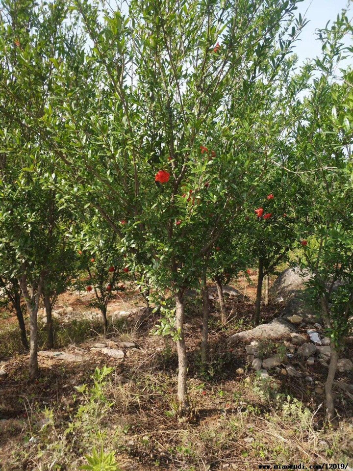 石榴樹(shù) 石榴樹(shù)