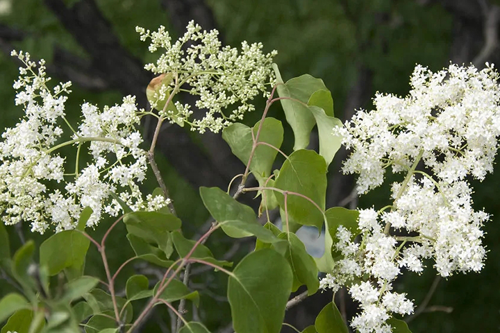 1686315471358307.jpg bbedf6039ec7cb3c126274a2d049c1c0_1686315104424180.jpg