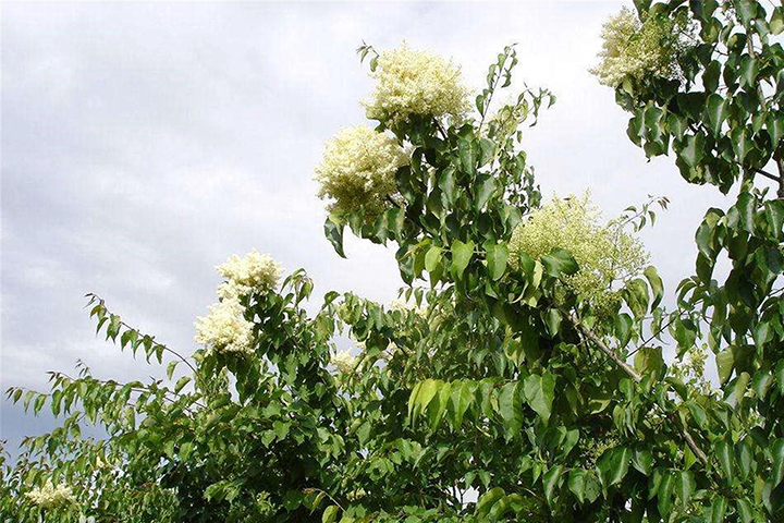 1686315492656482.jpg 7a0dab007c54e648240bb194aa482544_1686315033963201.jpg