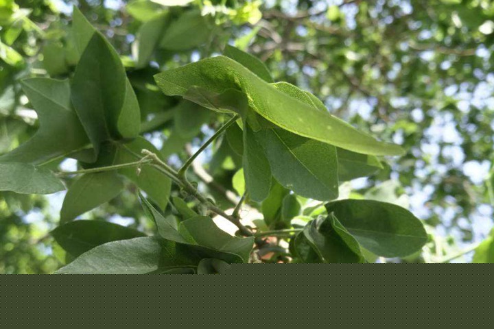 1686451759101302.jpg c7eace07597d1618e7d144f89f334870_1646795960867532.jpg