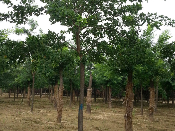 1686451796795027.jpg fc0bfaad2e7ae0bbb4f657c35c15eb9c_1646795961963274.jpg