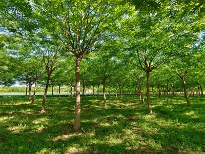國槐樹：城市園林綠化的優選樹種