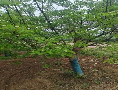 普及12公分垂柳種植需要注意點什么呢！