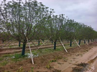 假植絢麗海棠