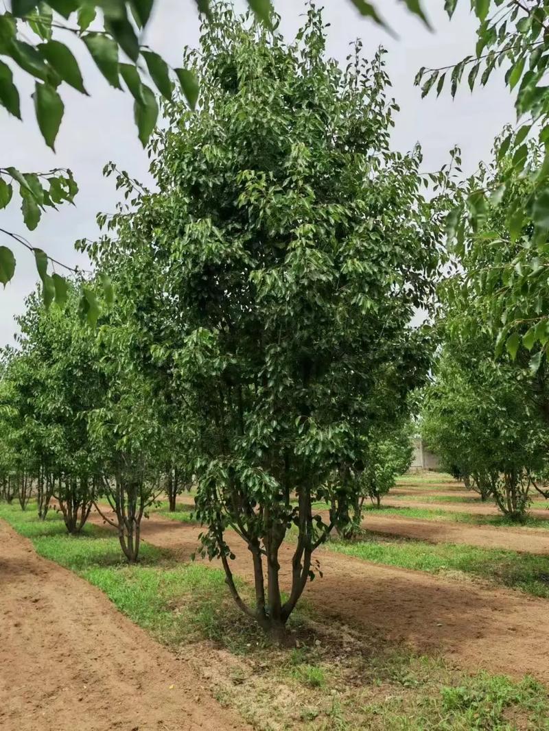 1751850583889748.jpeg 1750404946451666.jpeg