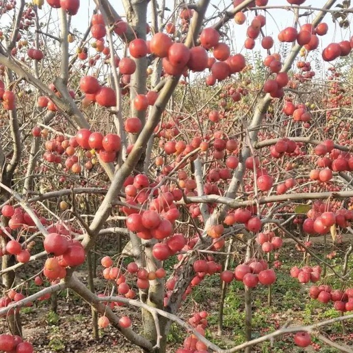 1752575198418732.jpeg 1750405176980849.jpeg