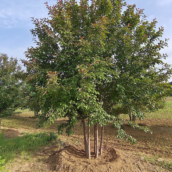 1759315052866916.jpg 1750406513667909.jpg